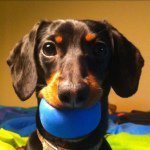 Crusoe the Celebrity Dachshund