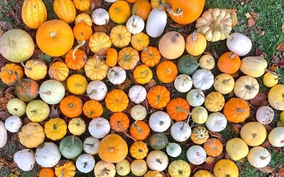 The Happy Gardening Life